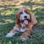 Lelle-female-cavapoo-puppy-for-sale- (2)