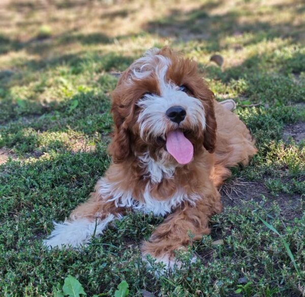 Lelle Cavapoo Lelle Cavapoo
