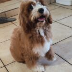 Lelle-female-cavapoo-puppy-for-sale- (2)