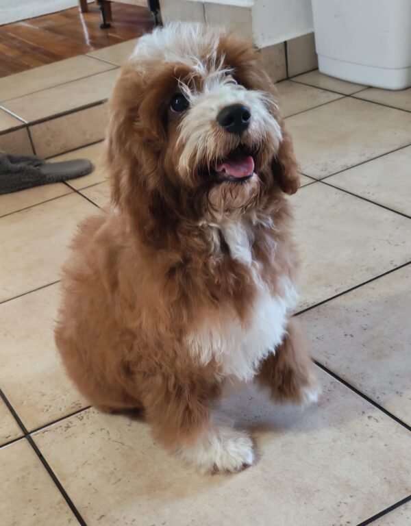 Lelle Cavapoo Lelle Cavapoo