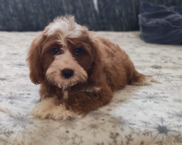 Lelle Cavapoo Lelle Cavapoo