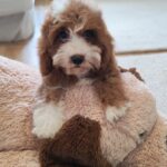 Lelle-female-cavapoo-puppy-for-sale- (3)