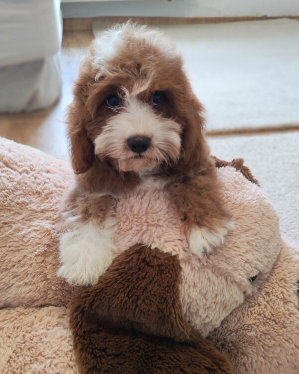 Lelle Cavapoo Lelle Cavapoo