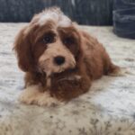 Lelle-female-cavapoo-puppy-for-sale- (3)