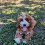 Lelle-female-cavapoo-puppy-for-sale- (3)