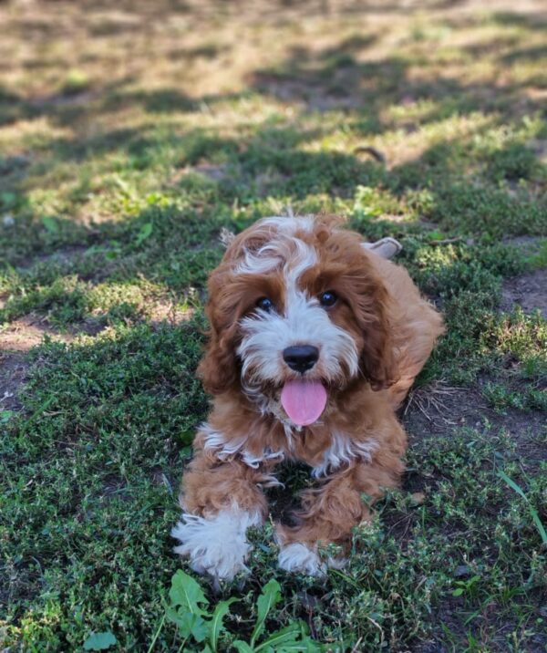 Lelle Cavapoo Lelle Cavapoo