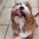 Lelle-female-cavapoo-puppy-for-sale- (3)