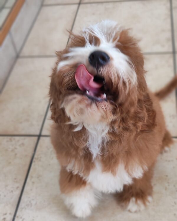 Lelle Cavapoo Lelle Cavapoo