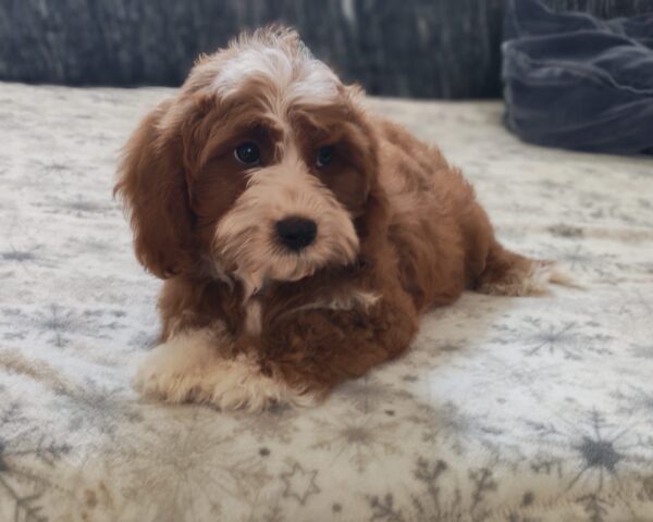 Lelle Cavapoo Lelle Cavapoo