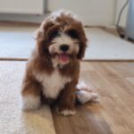 Lelle-female-cavapoo-puppy-for-sale- (4)