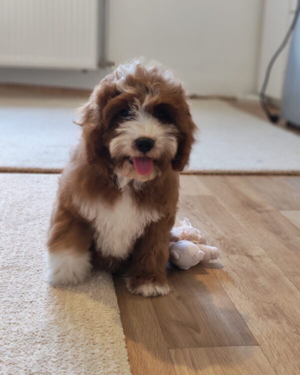 Lelle Cavapoo Lelle Cavapoo
