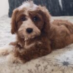Lelle-female-cavapoo-puppy-for-sale- (4)