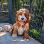Lelle-female-cavapoo-puppy-for-sale- (4)