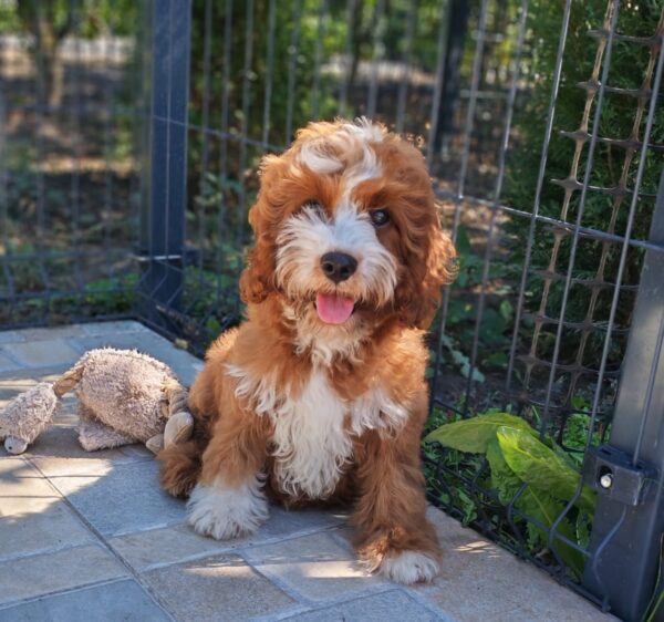 Lelle Cavapoo Lelle Cavapoo