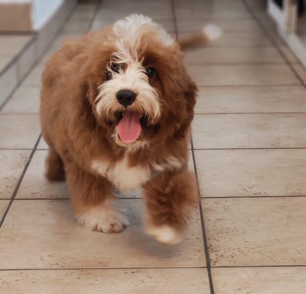 Lelle Cavapoo Lelle Cavapoo