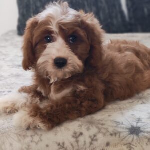 Lelle Cavapoo Lelle Cavapoo