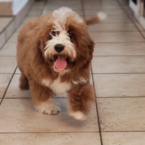Lelle Cavapoo Lelle Cavapoo