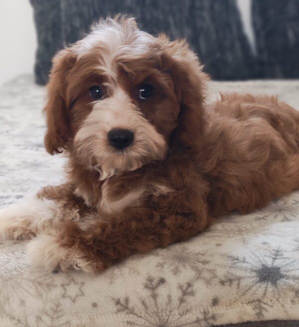 Lelle Cavapoo Lelle Cavapoo