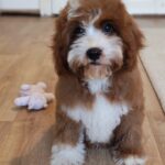 Lelle-female-cavapoo-puppy-for-sale- (5)