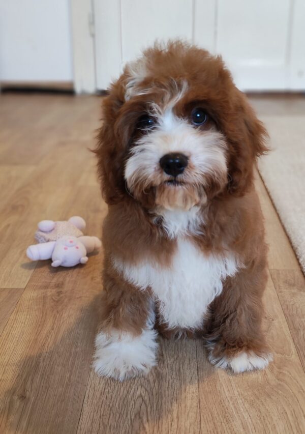 Lelle Cavapoo Lelle Cavapoo