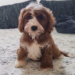 Lelle-female-cavapoo-puppy-for-sale- (5)