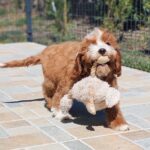 Lelle-female-cavapoo-puppy-for-sale- (5)