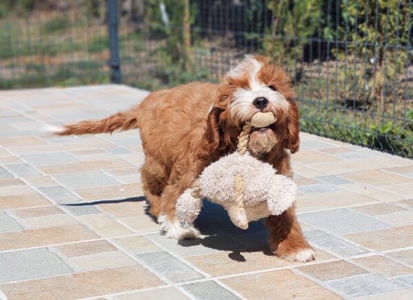 Lelle Cavapoo Lelle Cavapoo