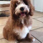 Lelle-female-cavapoo-puppy-for-sale- (5)