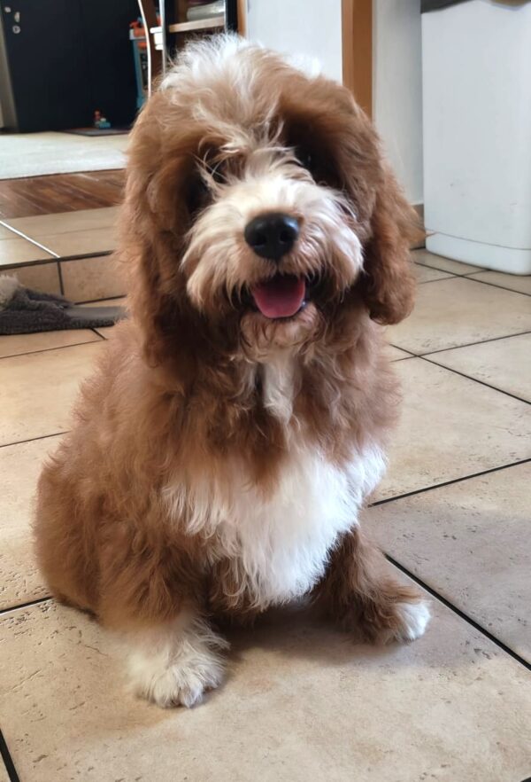 Lelle Cavapoo Lelle Cavapoo