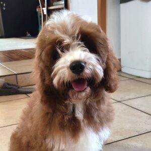 Lelle Cavapoo Lelle Cavapoo