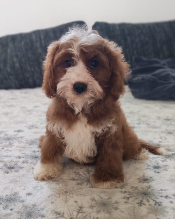 Lelle Cavapoo Lelle Cavapoo