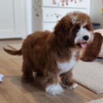 Lelle-female-cavapoo-puppy-for-sale- (6)