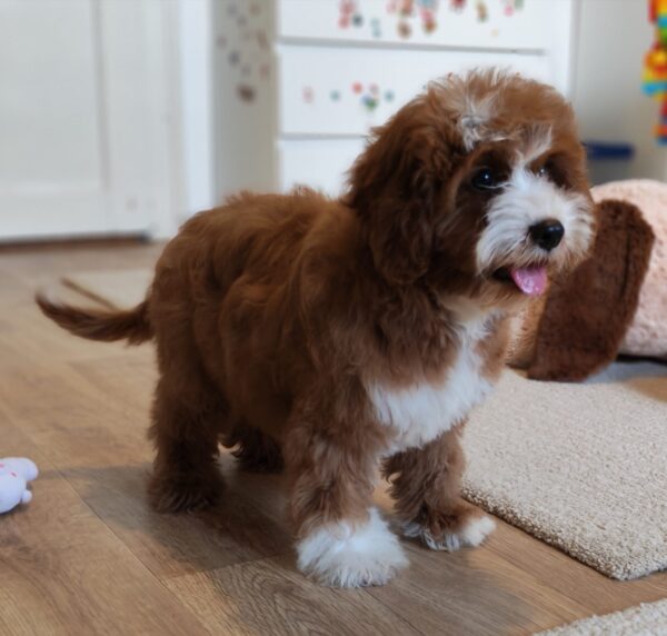 Lelle Cavapoo Lelle Cavapoo
