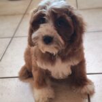 Lelle-female-cavapoo-puppy-for-sale- (6)
