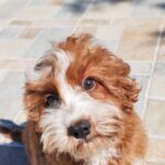 Lelle-female-cavapoo-puppy-for-sale- (6)