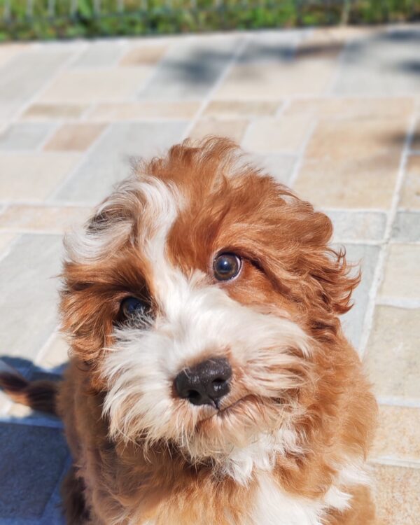 Lelle Cavapoo Lelle Cavapoo