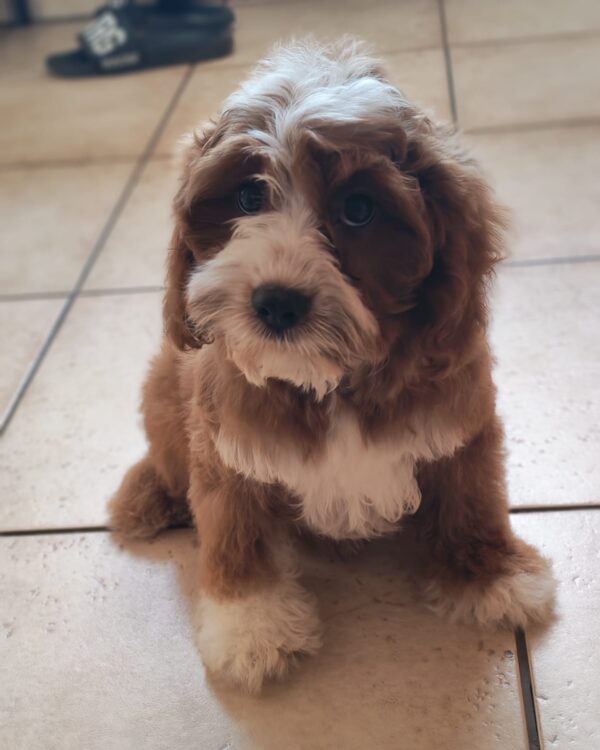 Lelle Cavapoo Lelle Cavapoo