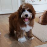Lelle-female-cavapoo-puppy-for-sale- (7)