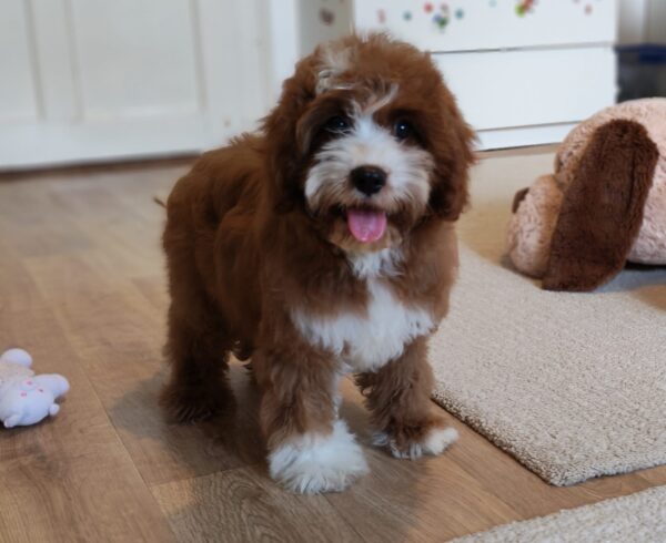 Lelle Cavapoo Lelle Cavapoo