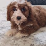 Lelle-female-cavapoo-puppy-for-sale- (7)