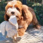 Lelle-female-cavapoo-puppy-for-sale- (7)