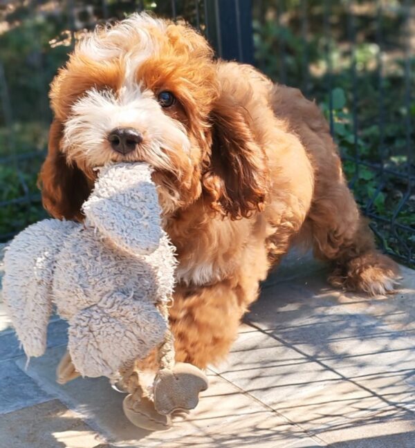 Lelle Cavapoo Lelle Cavapoo