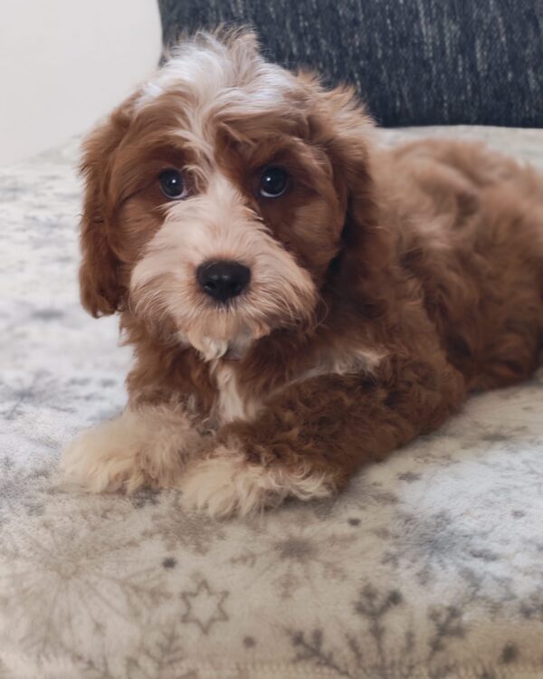 Lelle Cavapoo Lelle Cavapoo