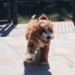 Lelle-female-cavapoo-puppy-for-sale- (8)
