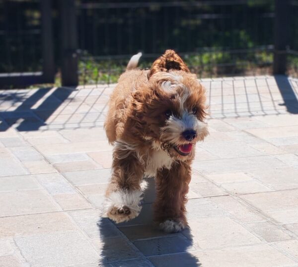 Lelle Cavapoo Lelle Cavapoo