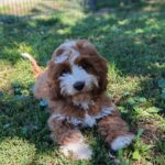 Lelle-female-cavapoo-puppy-for-sale- (9)