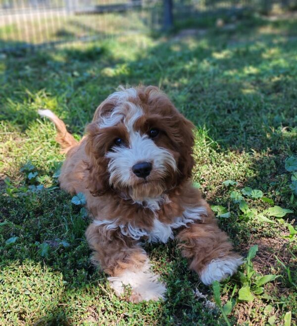 Lelle Cavapoo Lelle Cavapoo