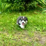 Lennox-male-Corgi-puppy-for-sale-1