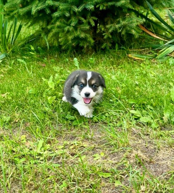Lennox Welsh Corgi Lennox Welsh Corgi