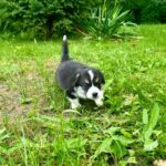 Lennox-male-Corgi-puppy-for-sale-2